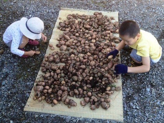 じゃがいもの収穫20130929-4