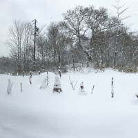 我が家の畑の雪が全て解けました！20160327