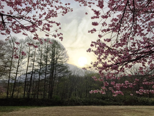 集落集会所前の桜が咲きました20160424