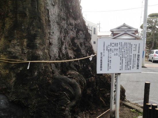 佐久・旧中込学校近くの大欅（けやき）