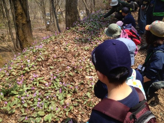 アファンの森見学会・オオハンゴウソウ駆除作業20140427-2