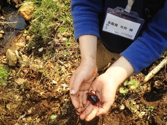 アファンの森見学会・オオハンゴウソウ駆除作業20140427-8