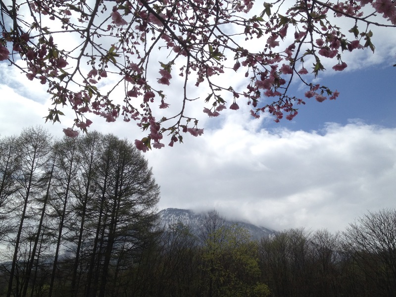 集落の公園の桜20140501