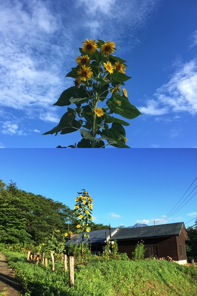 お盆過ぎの信州・黒姫でも残暑が厳しい日が続いています。。20160819