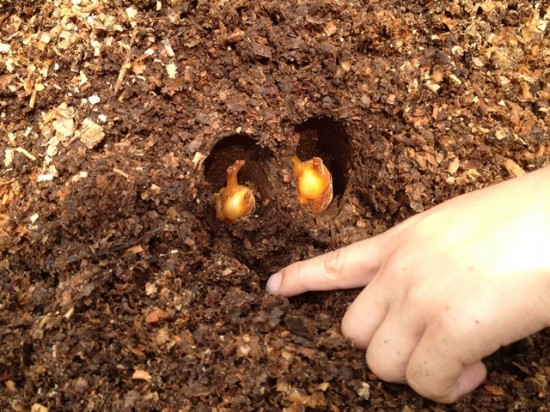 おが屑の中のカブトムシの幼虫がサナギに20140622-2