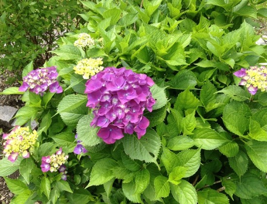 紫陽花の花が咲き始めました