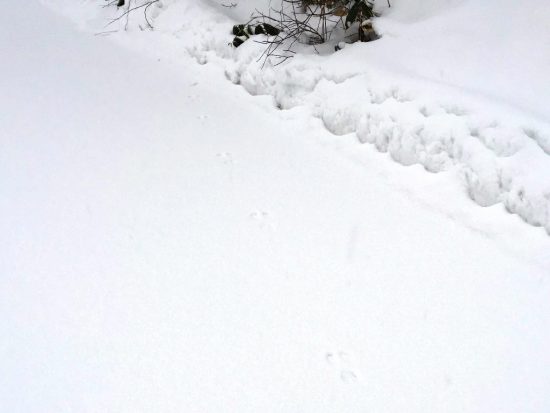 散歩の道中、うさぎの足跡を発見！20170110