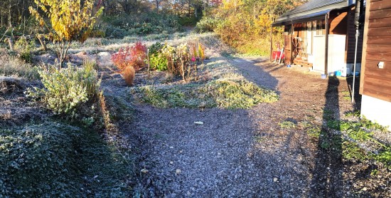 今日の我が家の庭20141029霜が降りました