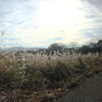 信州・黒姫高原今朝の散歩の風景・津南出張20141030