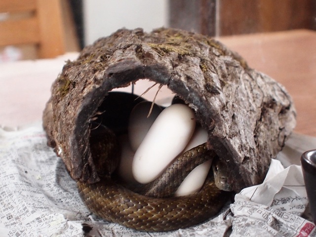 アオダイショウが卵を産みました20130729