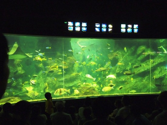 上越市立水族博物館20120819-5