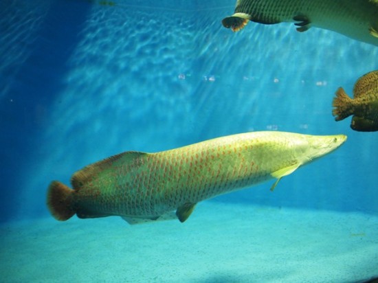 上越市立水族博物館20120819-6