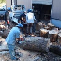 栃丸太の皮剥き・桟積み、ようやく完了！