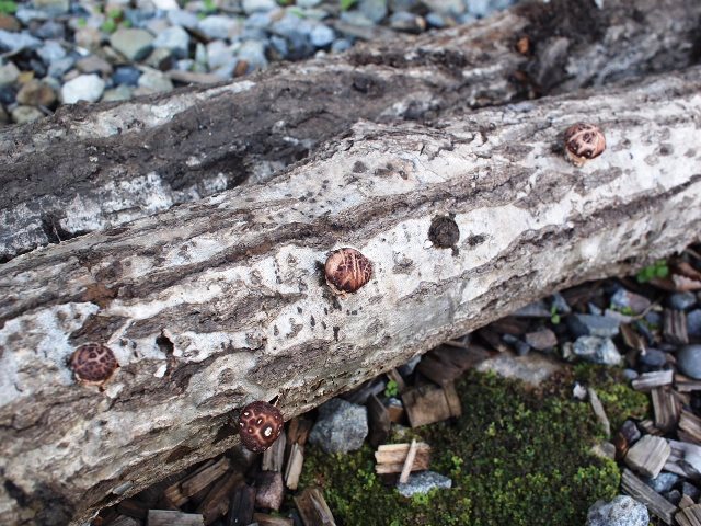 ホダ木から椎茸が！