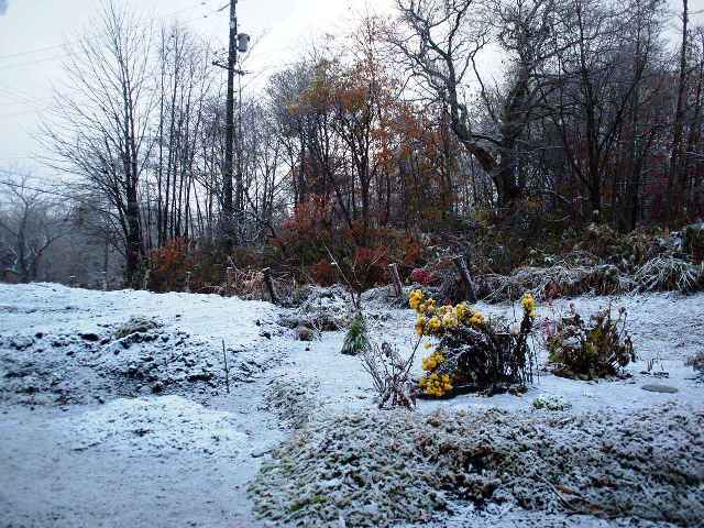 今年の初雪は11月15日