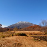 カマキリの卵嚢探し