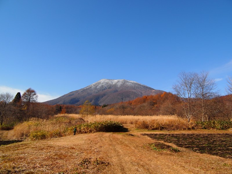 カマキリの卵嚢探し