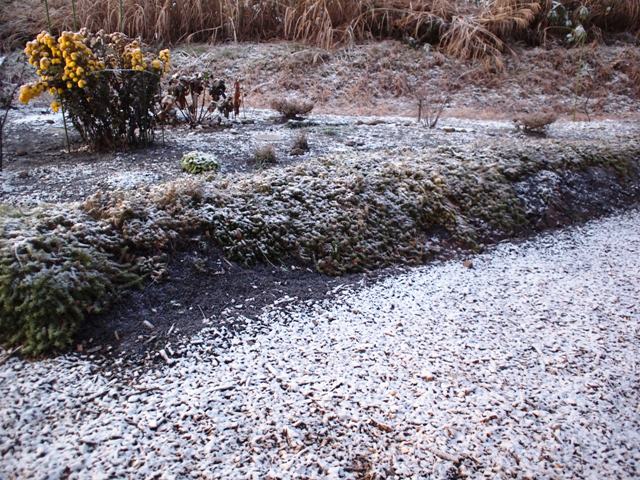 我家の庭の風景　20111126早朝