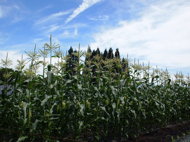 散歩の時の風景20120716