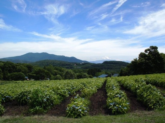 今日の散歩の風景20120726