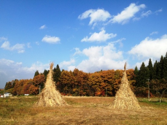 どんど焼きかや狩り20121117