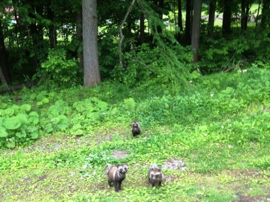 散歩中、タヌキの家族に遭遇！