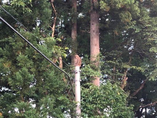 近所に猿が出没するようになってきました20180919-2