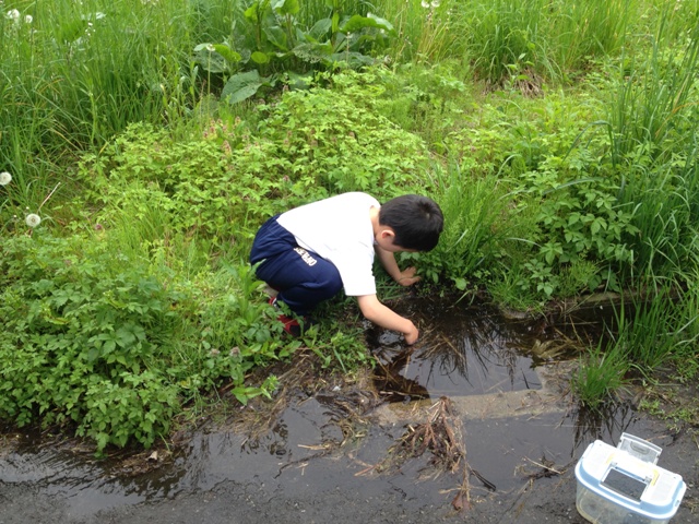 登校前のかえる捕り