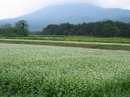 蕎麦の花